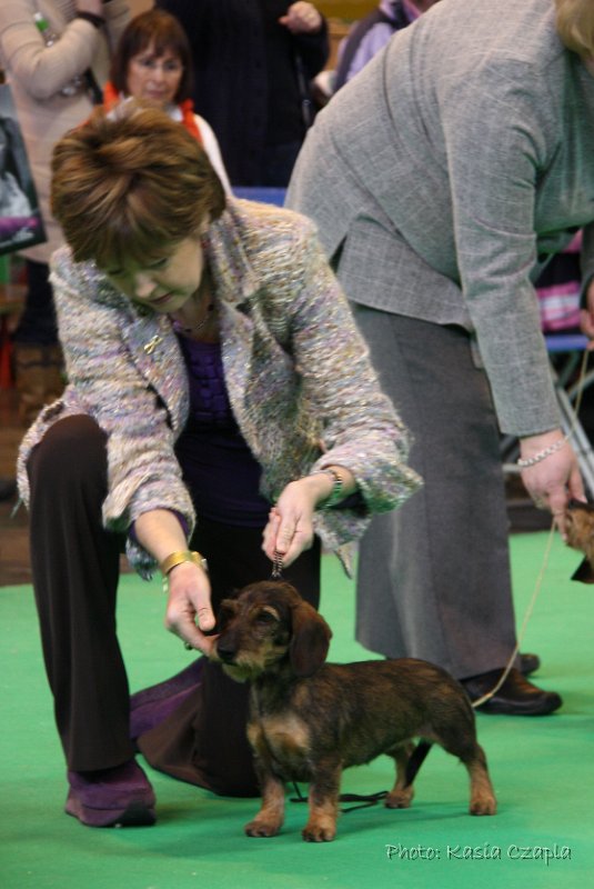 Crufts2010 798.jpg